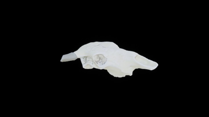 UE项目资源_模型资源_骨头073