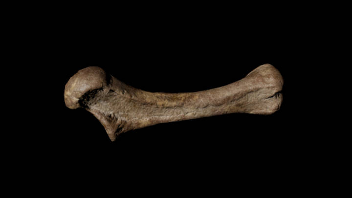 UE项目资源_模型资源_骨头080