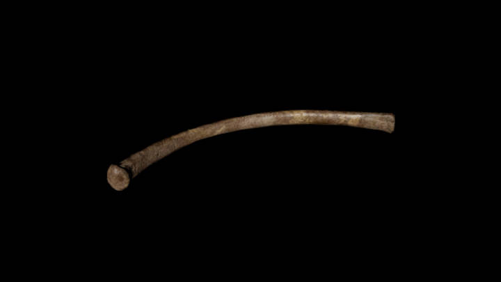 UE项目资源_模型资源_骨头085