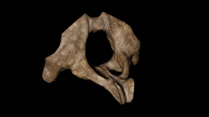 UE项目资源_模型资源_骨头089