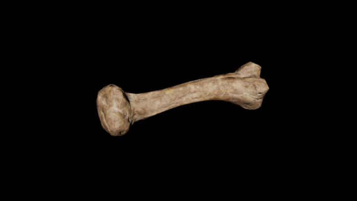 UE项目资源_模型资源_骨头097