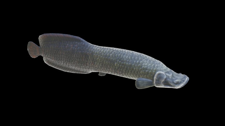 UE项目资源_模型资源_鱼055