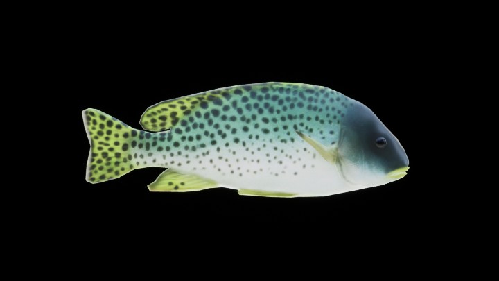 UE项目资源_模型资源_鱼059