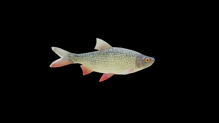 UE项目资源_模型资源_鱼070