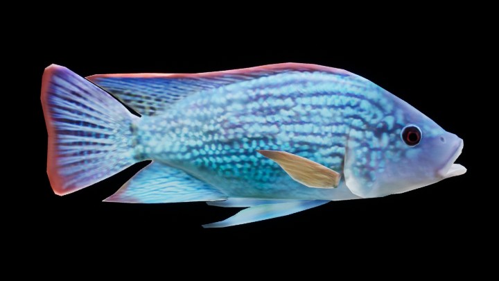 UE项目资源_模型资源_鱼080