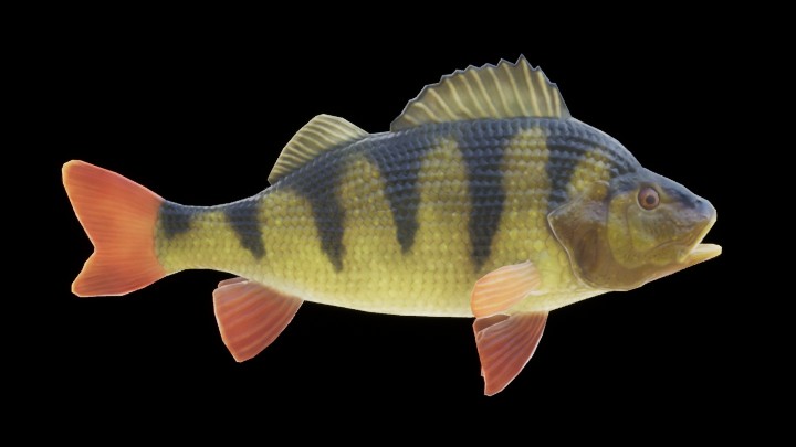 UE项目资源_模型资源_鱼082