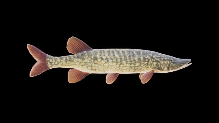 UE项目资源_模型资源_鱼083