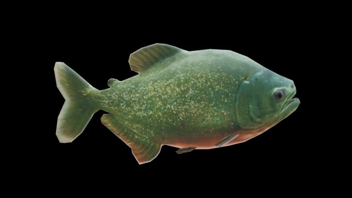 UE项目资源_模型资源_鱼084