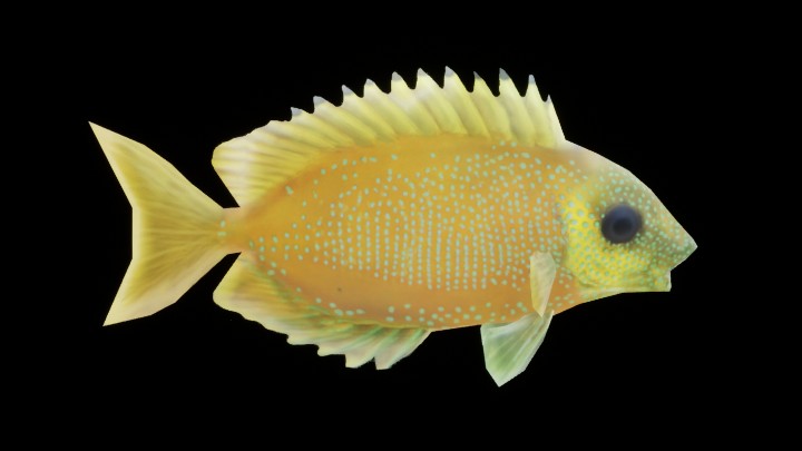 UE项目资源_模型资源_鱼091