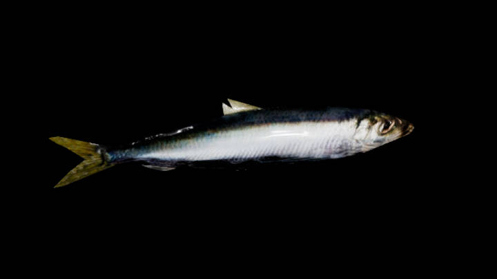 UE项目资源_模型资源_鲱鱼001