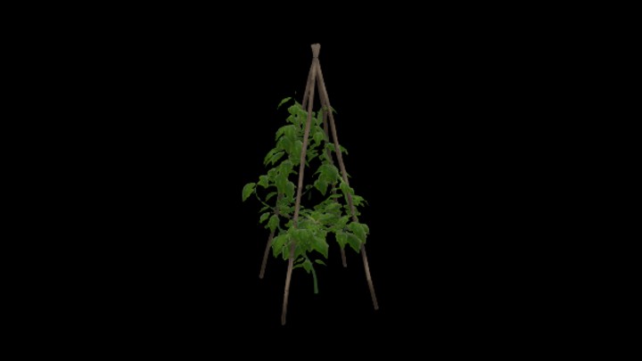 UE项目资源_模型资源_黄瓜008