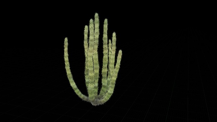 次世代_仙人掌010