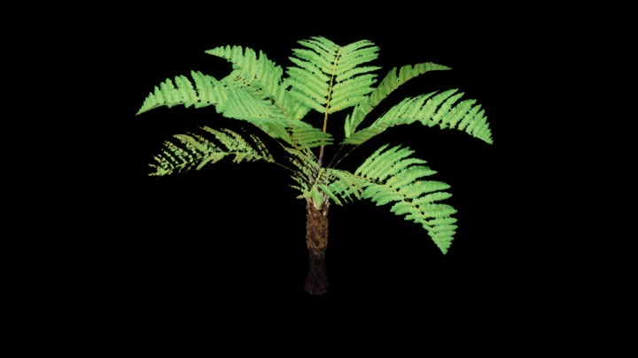 次世代_热带植物012