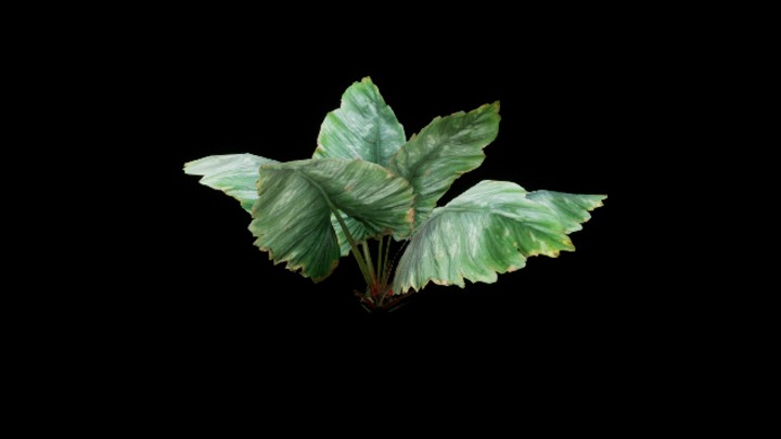 次世代_热带植物019