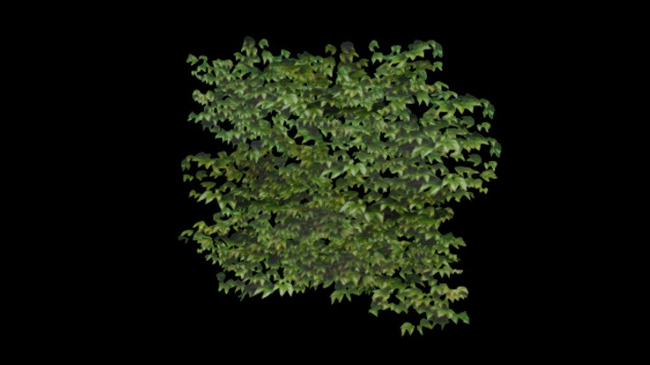 次世代_爬山虎018