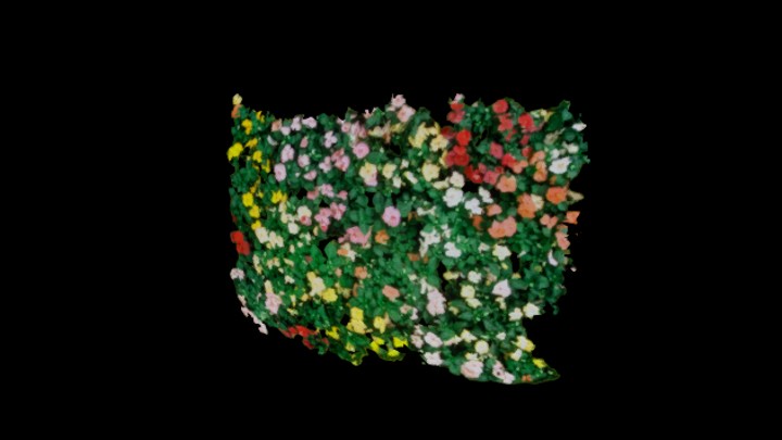 次世代_爬山虎041