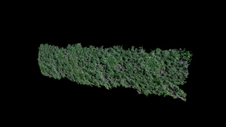 次世代_爬山虎042