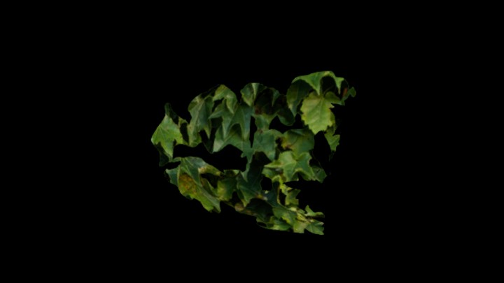 次世代_爬山虎063