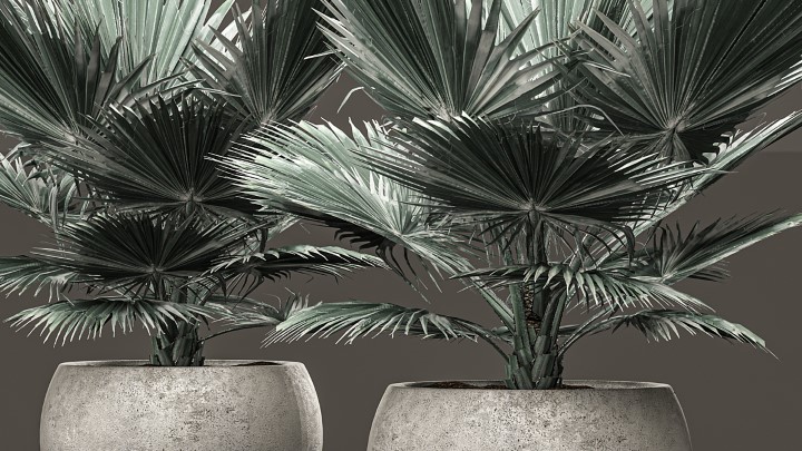 渲染模型_室内植物164