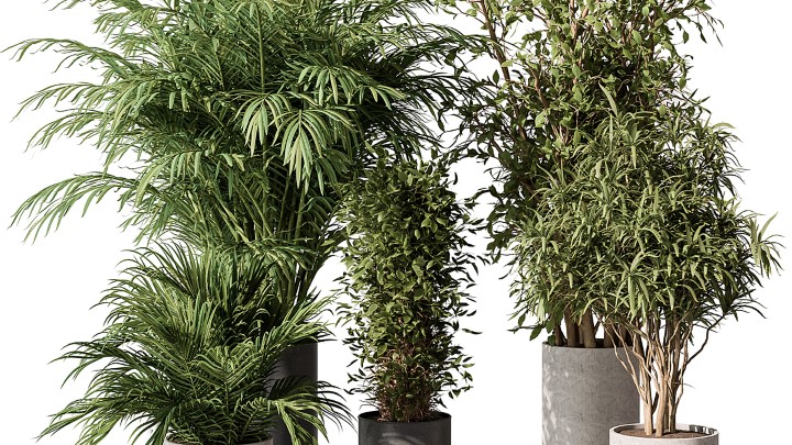 渲染模型_室内植物166