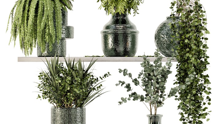 渲染模型_室内植物167