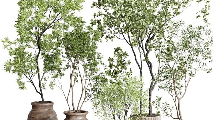 渲染模型_室内植物171