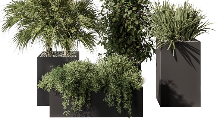 渲染模型_室内植物174