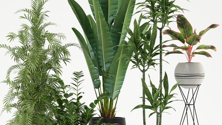 渲染模型_室内植物201