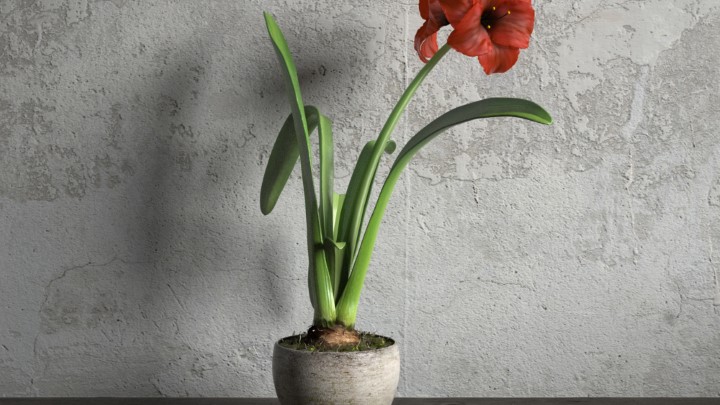 渲染模型_室内盆栽024