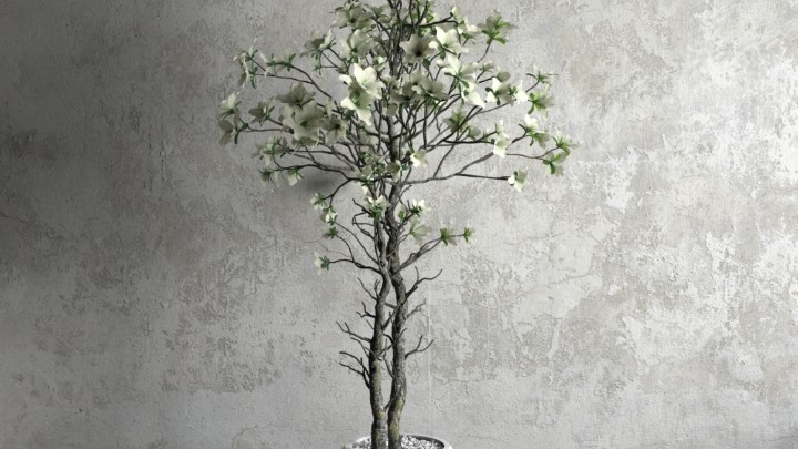 渲染模型_室内盆栽039