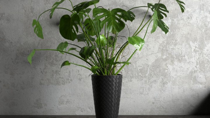 渲染模型_室内盆栽040