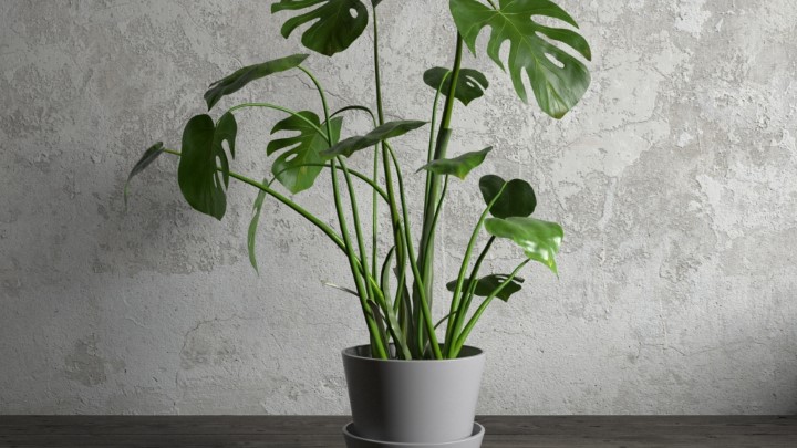 渲染模型_室内盆栽041