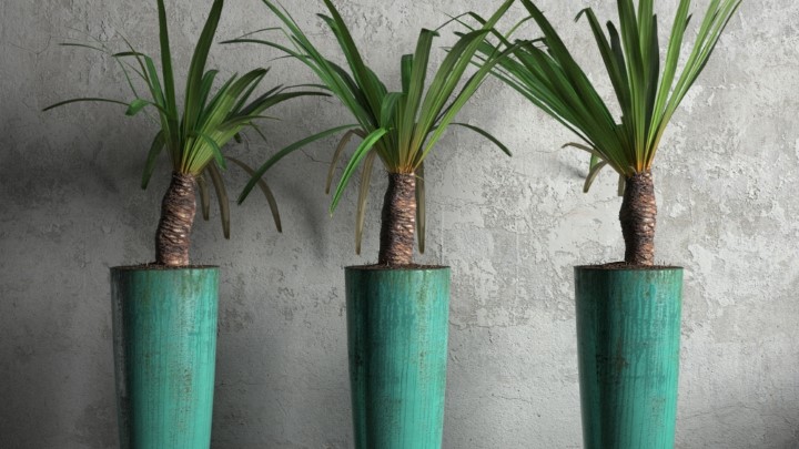 渲染模型_室内盆栽044