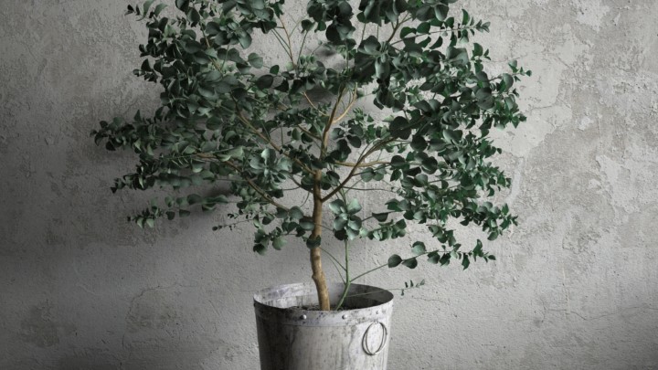 渲染模型_室内盆栽046