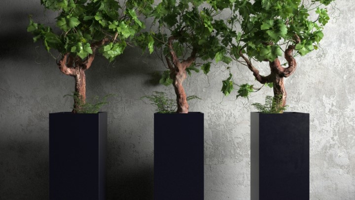 渲染模型_室内盆栽053