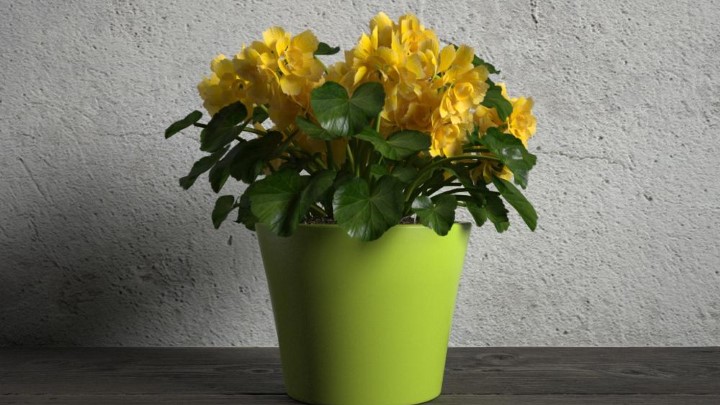 渲染模型_室内盆栽054