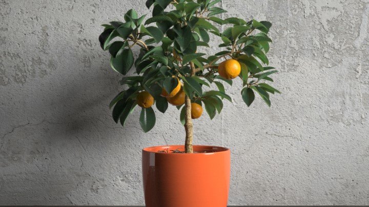 渲染模型_室内盆栽065