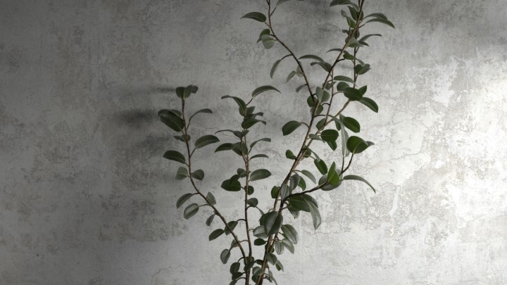 渲染模型_室内盆栽068