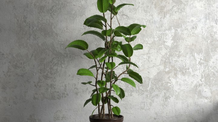 渲染模型_室内盆栽070