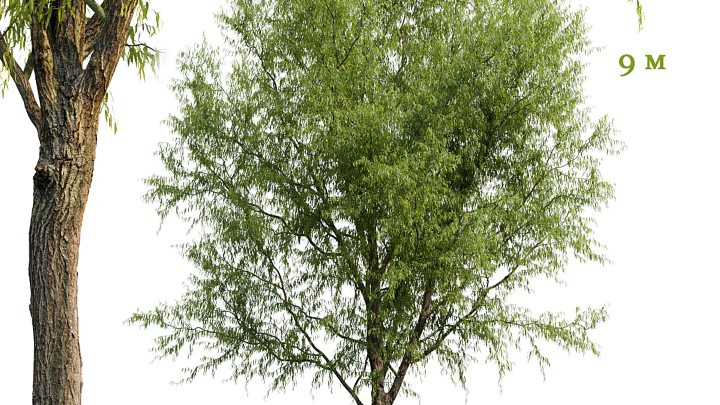 渲染模型_室外植物002