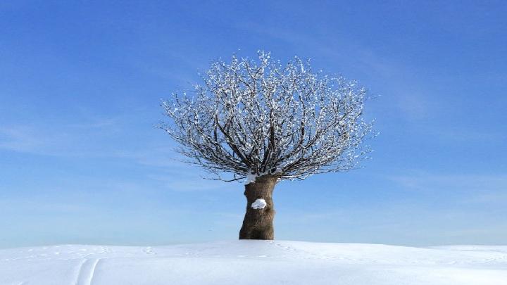 渲染模型_树木115