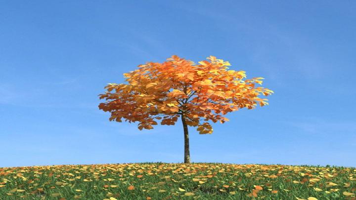 渲染模型_树木141