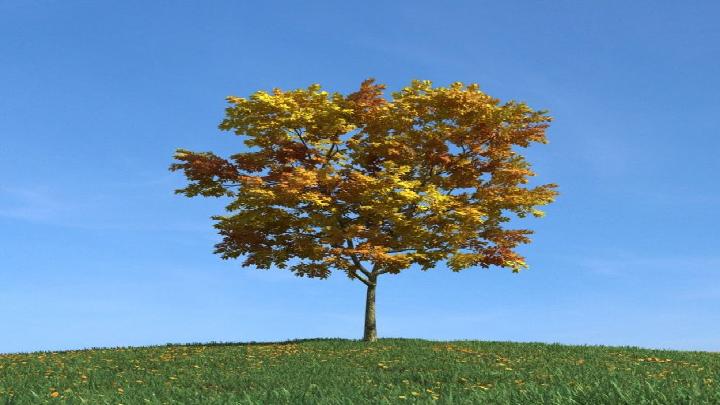 渲染模型_树木156