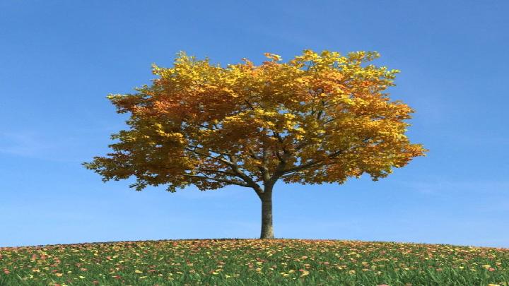 渲染模型_树木158