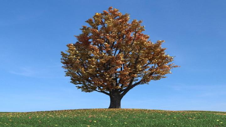 渲染模型_树木172