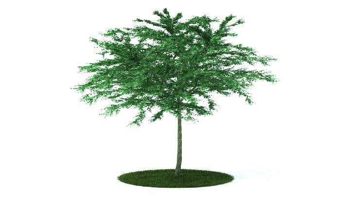 渲染模型_树木187