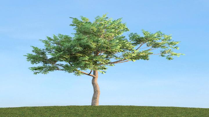 渲染模型_树木207