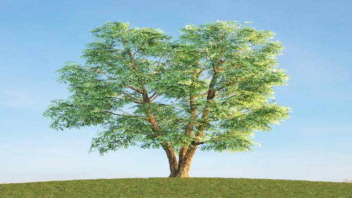 渲染模型_树木212