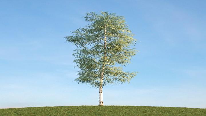 渲染模型_树木214