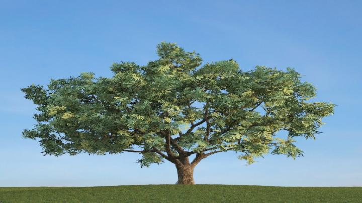 渲染模型_树木256